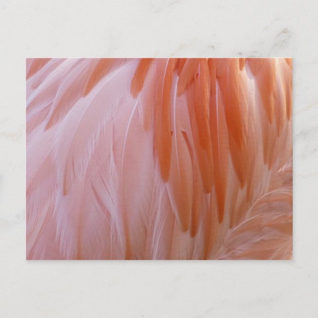 Flamingo Feathers in Shades of Rosa Vykort (Framsida)