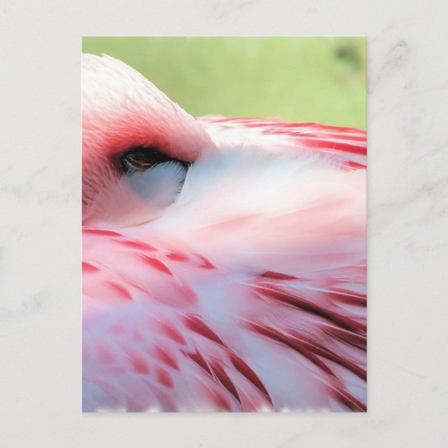 Flamingo Feathers-vykort Vykort (Framsida)