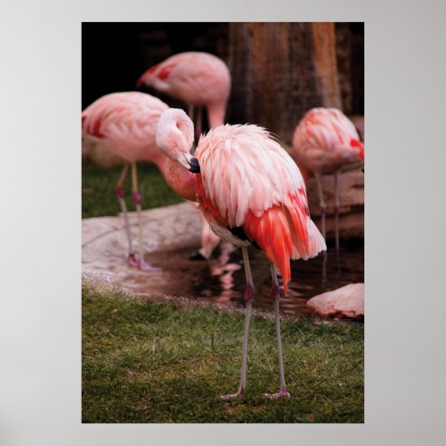 Flamingo - Flamingon Poster (Framsidan)