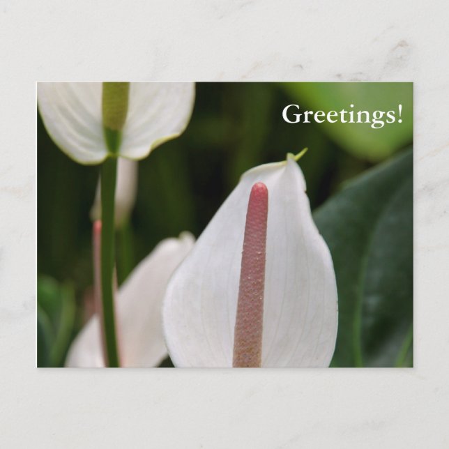 Flamingo Flower vycard Vykort (Framsida)