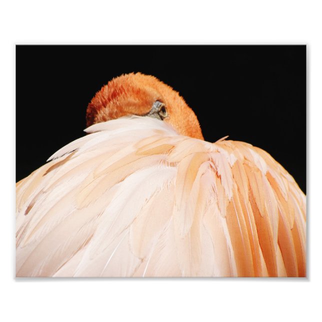Flamingo Fototryck (Framsidan)