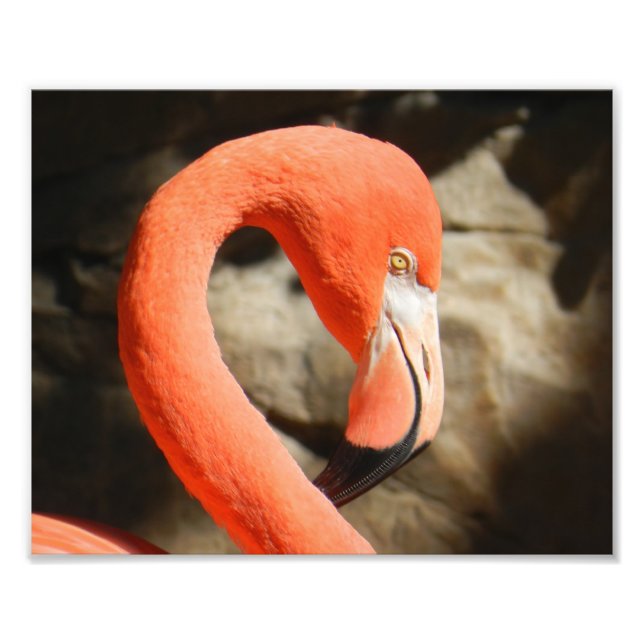 Flamingo Fototryck (Framsidan)