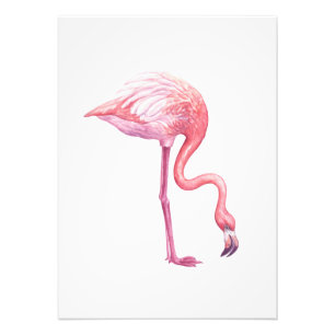 Flamingo Fototryck
