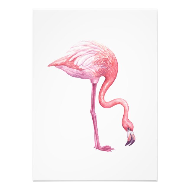 Flamingo Fototryck (Framsidan)