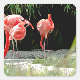 flamingo fyrkantigt klistermärke