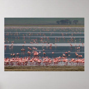 Flamingo Gathering - Skriv ut Poster