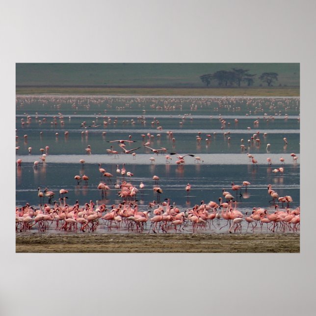 Flamingo Gathering - Skriv ut Poster (Framsidan)