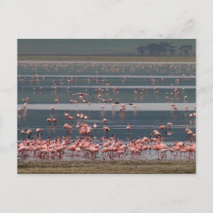 Flamingo Gathering - vykort