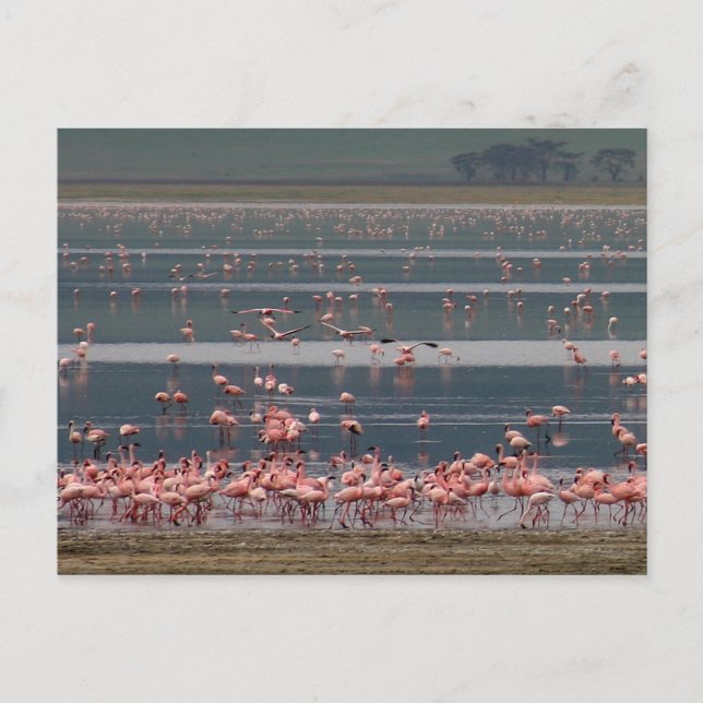 Flamingo Gathering - vykort (Framsida)