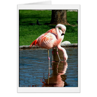 Flamingo Hälsningskort