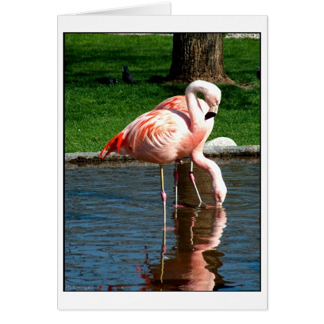Flamingo Hälsningskort (Framsidan)