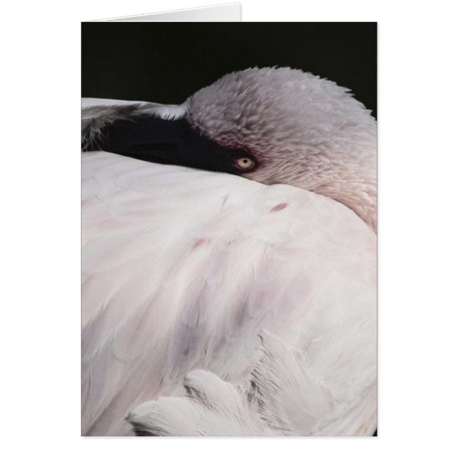 Flamingo Hälsningskort (Framsidan)