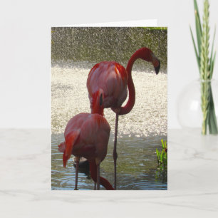 Flamingo-hälsningskort för alla Tillfälle Kort