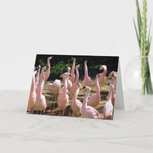 Flamingo-hälsningskort Kort