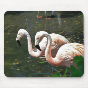 Flamingo i en damm med grönt träd musmatta