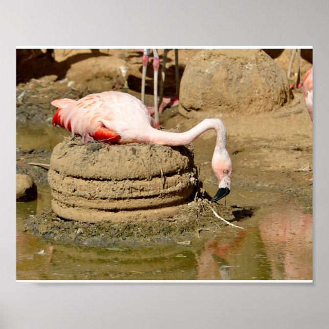 Flamingo i sitt bo poster (Framsidan)