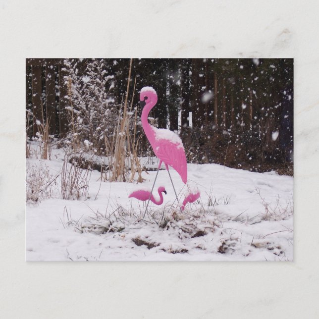 Flamingo i Snö Vykort (Framsida)