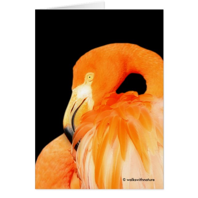 Flamingo i Sommaren Sol Hälsningskort (Framsidan)