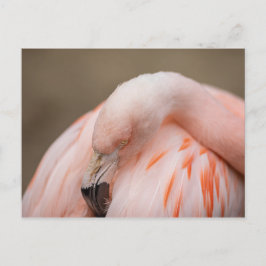 Flamingo i vila vykort