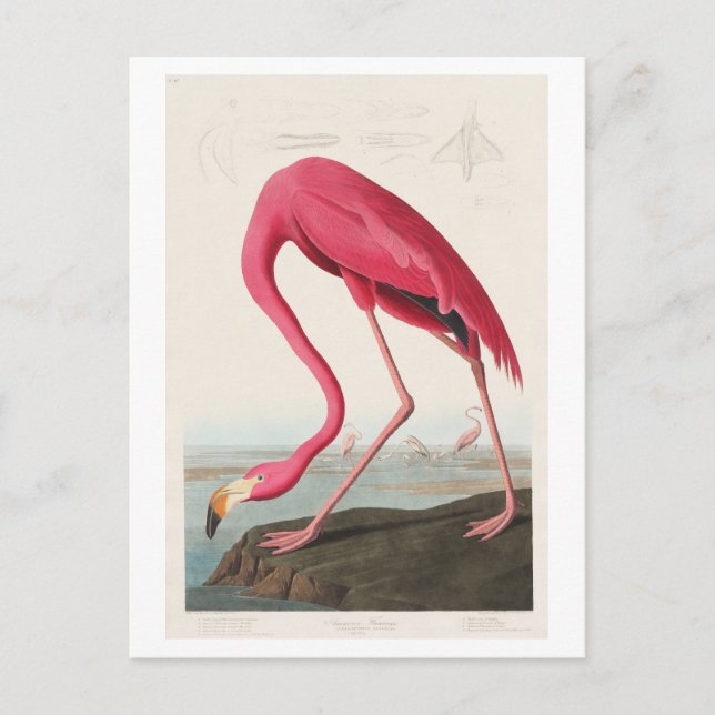 Flamingo Illustration av John James Audubon Vykort (Framsida)