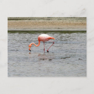 Flamingo, Isla Seymour, Galapagos Vykort
