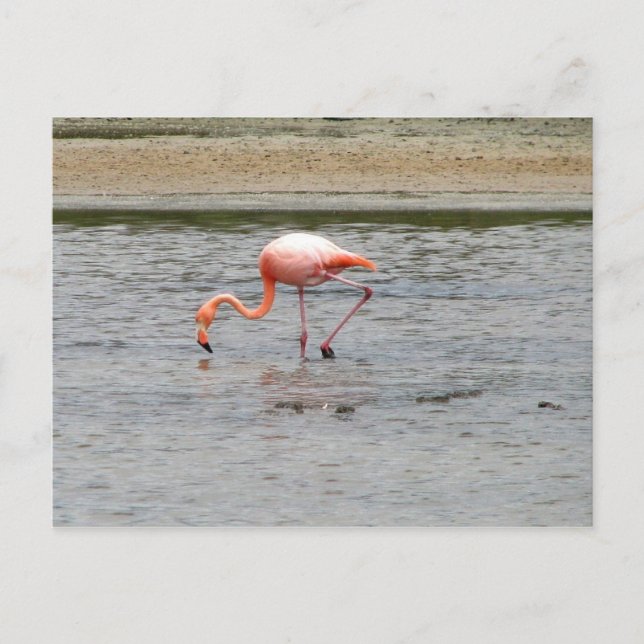 Flamingo, Isla Seymour, Galapagos Vykort (Framsida)
