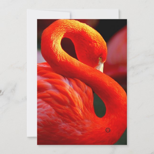 flamingo julkort (Framsida)