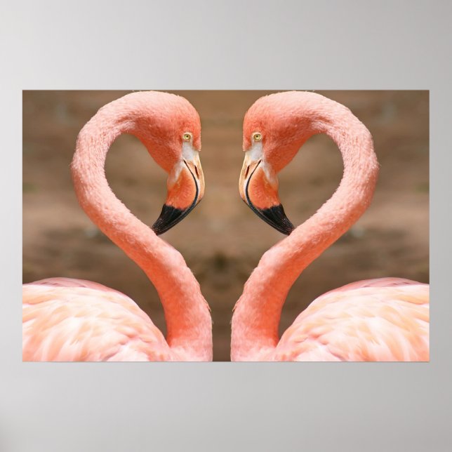 Flamingo Kärlek Poster (Framsidan)