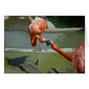 Flamingo Kiss Hälsningskort