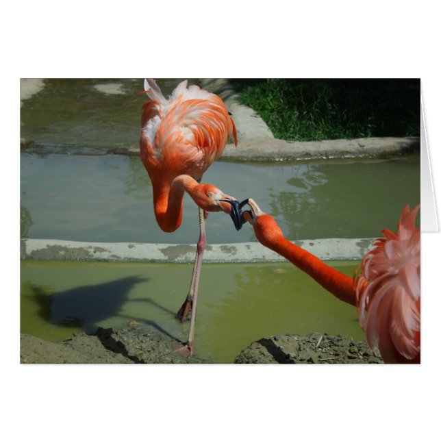 Flamingo Kiss Hälsningskort (Framsidan Horizontal)