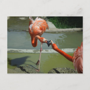 Flamingo Kiss Vykort
