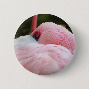 Flamingo Knapp