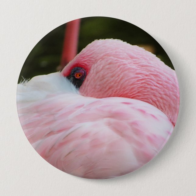 Flamingo Knapp (Framsida)