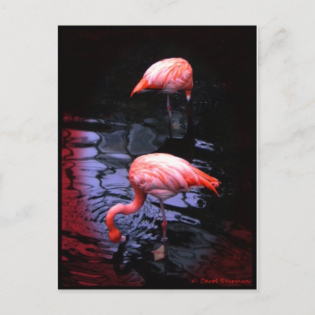 FLAMINGO-kopia Vykort (Framsida)