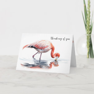 Flamingo... Kort