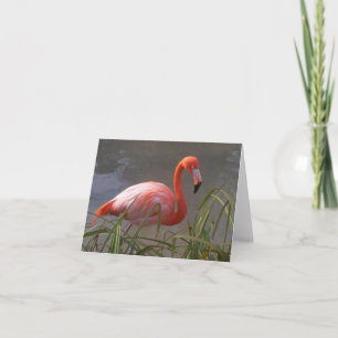 Flamingo Kort