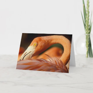 Flamingo Kort