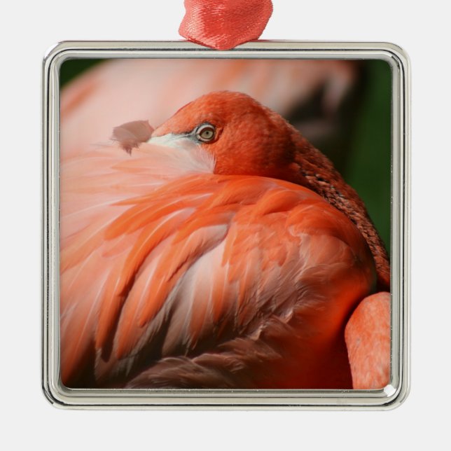 Flamingo-kvadratisk ornament (Framsidan)