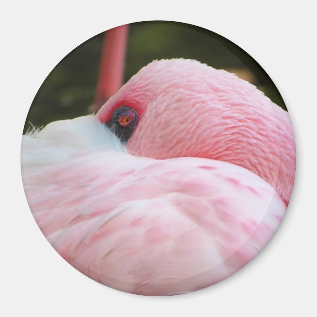 Flamingo Magnet (Framsidan)