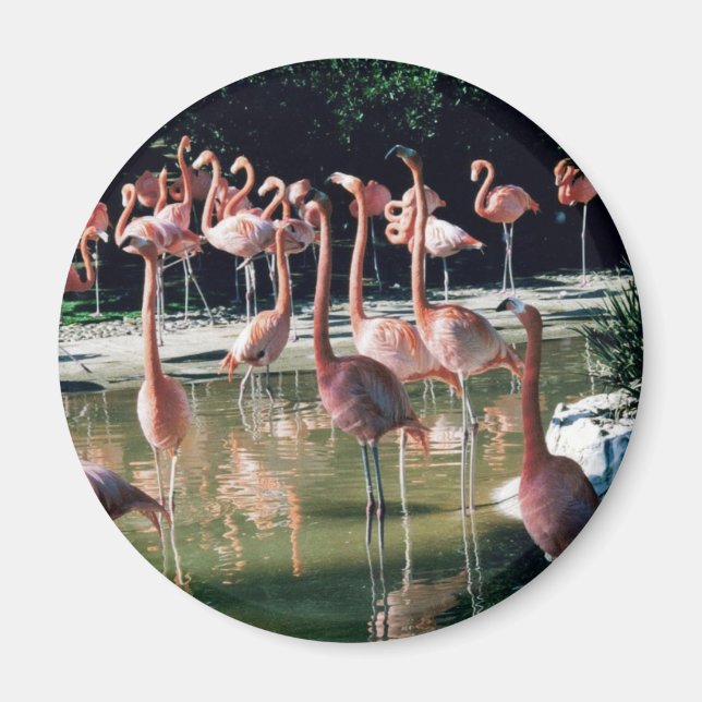 Flamingo Magnet (Framsidan)