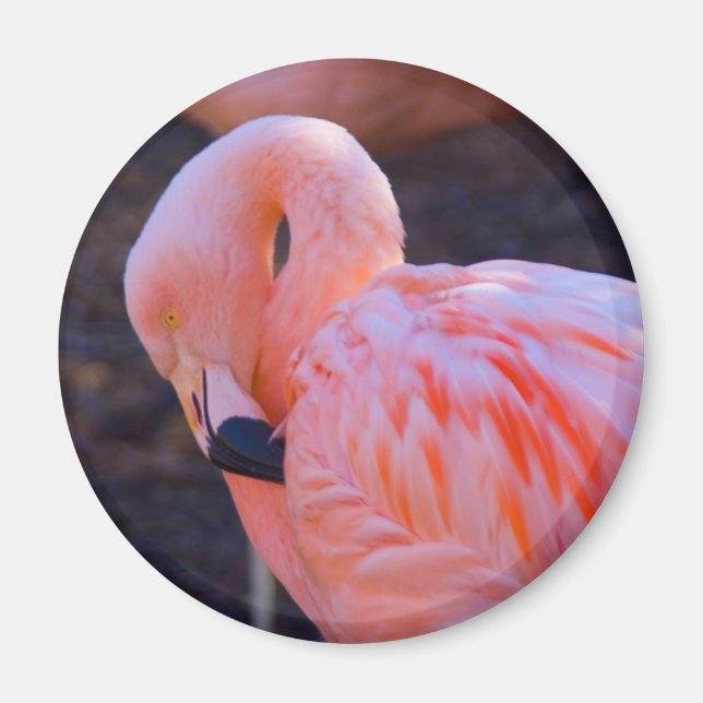 Flamingo Magnet (Framsidan)