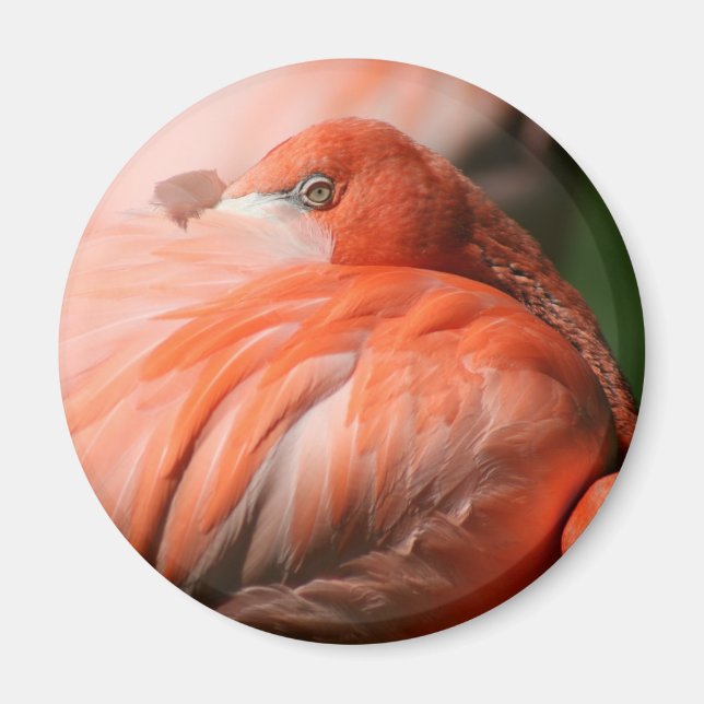 Flamingo Magnet (Framsidan)