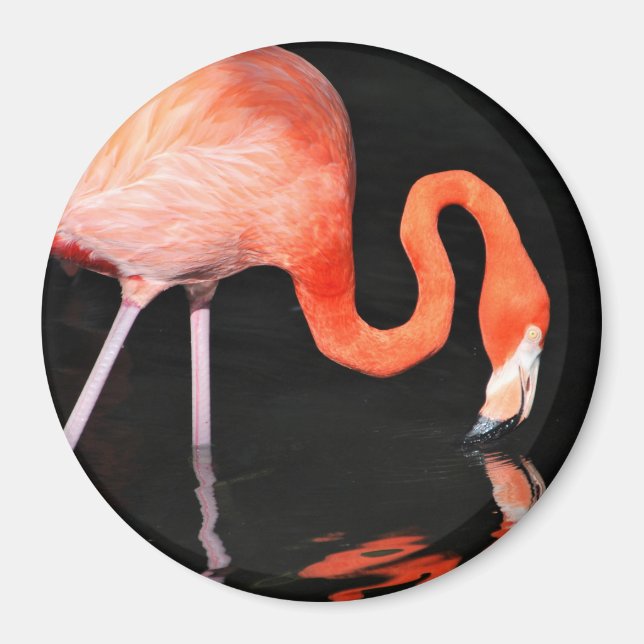 Flamingo Magnet (Framsidan)