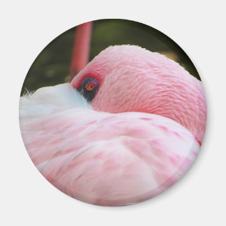 Flamingo Magnet