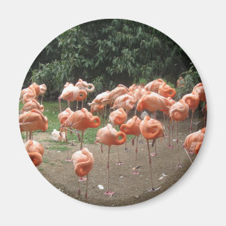 Flamingo Magnet
