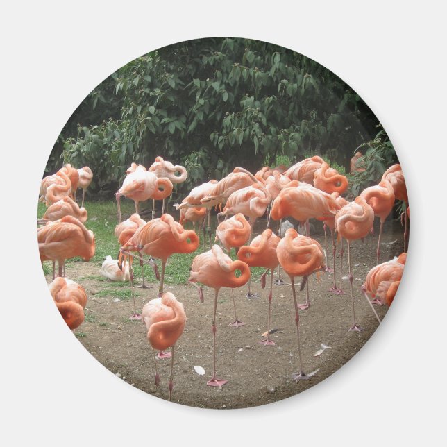 Flamingo Magnet (Framsidan)