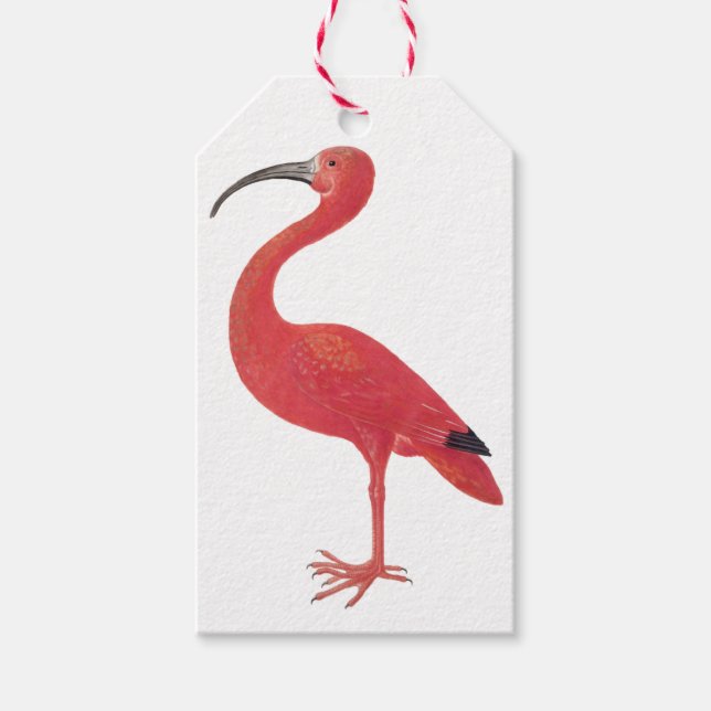 Flamingo - Märkrn Fine Art Gift Presentetikett (Framsidan)