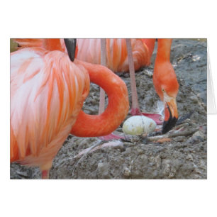 Flamingo med ägget hälsningskort