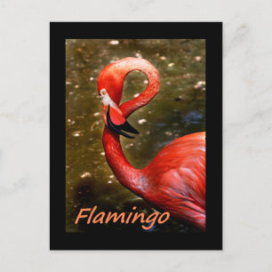 Flamingo med "flamingo" rosa text vykort