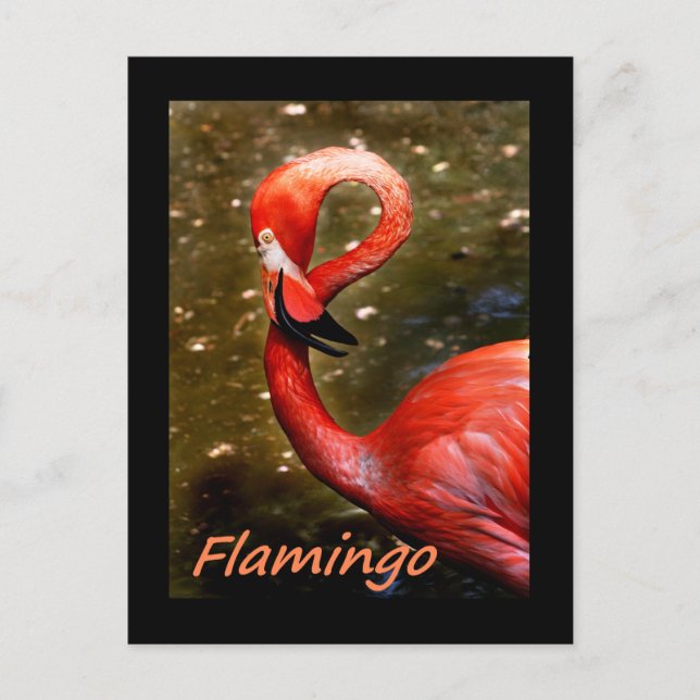 Flamingo med "flamingo" rosa text vykort (Framsida)